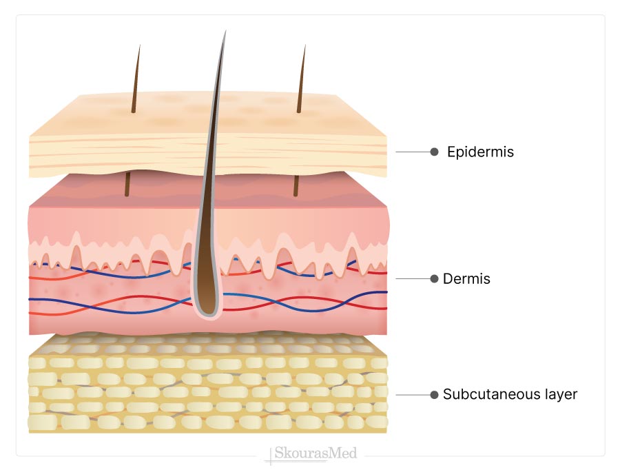 Skin's Layers