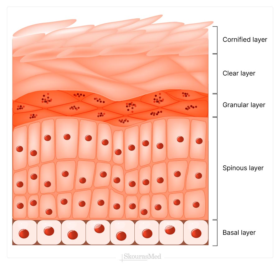 Skin's Layers - Epidermis