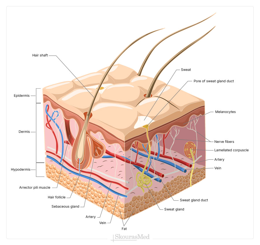 Skin Structure and Layers